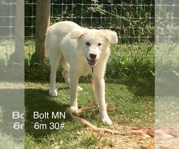 Medium Photo #3 Great Pyrenees-Unknown Mix Puppy For Sale in Columbus, IN, USA