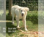 Small #2 Great Pyrenees Mix