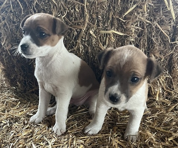Medium Photo #1 Jack Russell Terrier Puppy For Sale in KALONA, IA, USA