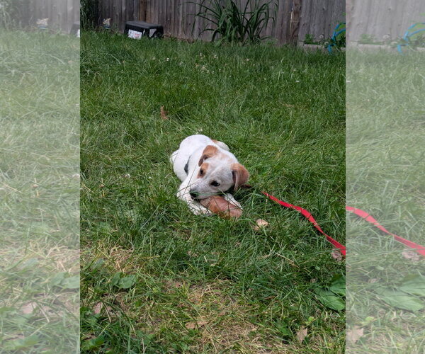 Medium Photo #1 Mutt Puppy For Sale in Garden City, NY, USA