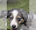 Image preview for Ad Listing. Nickname: Twister