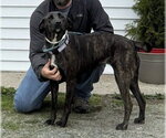 Small #2 Plott Hound Mix