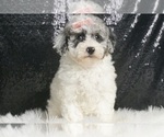 Puppy Mylove AKC Poodle (Miniature)