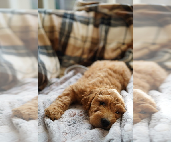 Medium Photo #7 Goldendoodle (Miniature) Puppy For Sale in DALLAS, OR, USA