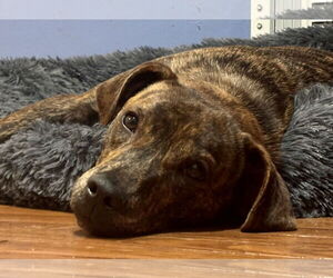 Mountain Cur-Unknown Mix Dogs for adoption in Jefferson, NJ, USA