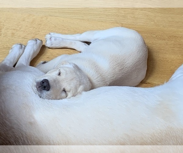 Medium Photo #15 Labrador Retriever Puppy For Sale in GRAND RAPIDS, MN, USA
