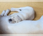 Small Photo #15 Labrador Retriever Puppy For Sale in GRAND RAPIDS, MN, USA
