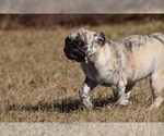 Small #6 Pug