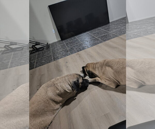 Medium Photo #5 Mastiff Puppy For Sale in Goodyear, AZ, USA