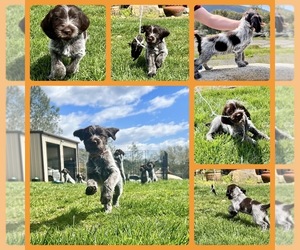 Wirehaired Pointing Griffon Dog for Adoption in TOLLHOUSE, California USA