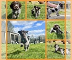 Puppy 0 Wirehaired Pointing Griffon