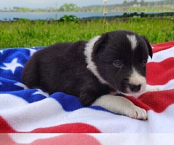 Medium Photo #183 Border Collie Puppy For Sale in NORBORNE, MO, USA