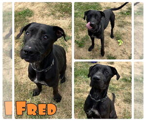 American Staffordshire Terrier-Labrador Retriever Mix Dogs for adoption in Pierceton , IN, USA