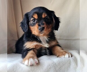 Medium Cavalier King Charles Spaniel-Miniature Australian Shepherd Mix
