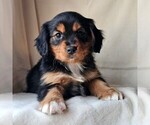 Puppy Honey Cavalier King Charles Spaniel-Miniature Australian Shepherd Mix