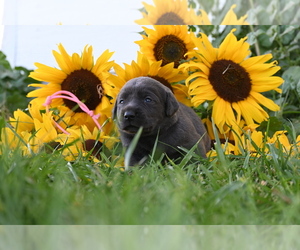 Labrador Retriever Puppy for sale in ROYAL CITY, WA, USA