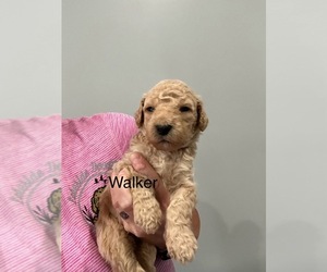 Goldendoodle (Miniature) Puppy for sale in SHERRARD, IL, USA