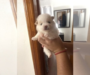 Pomeranian Puppy for sale in HIALEAH, FL, USA
