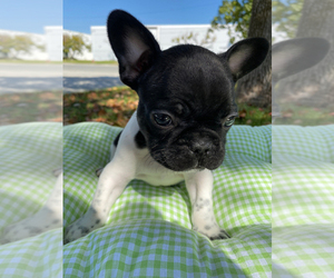 French Bulldog Puppy for sale in LOS ANGELES, CA, USA