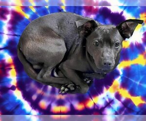 American Pit Bull Terrier-Rat Terrier Mix Dogs for adoption in Tulsa, OK, USA