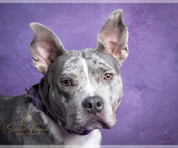 Medium Photo #2 Catahoula Leopard Dog-Unknown Mix Puppy For Sale in Munford, TN, USA