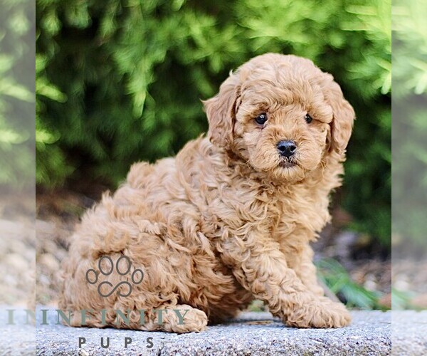Medium Photo #1 Goldendoodle (Miniature) Puppy For Sale in KINZERS, PA, USA