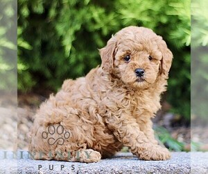 Goldendoodle (Miniature) Puppy for sale in KINZERS, PA, USA