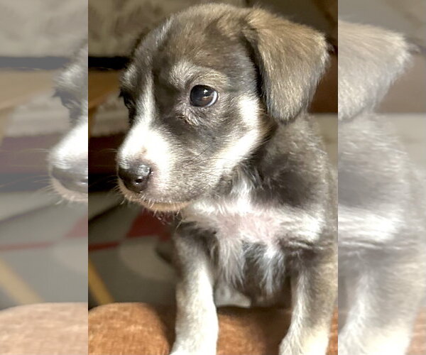 Medium Photo #1 Labrador Retriever-Unknown Mix Puppy For Sale in Oakhurst, NJ, USA