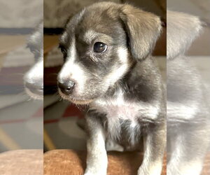 Labrador Retriever-Unknown Mix Dogs for adoption in Oakhurst, NJ, USA