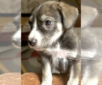 Small Labrador Retriever Mix