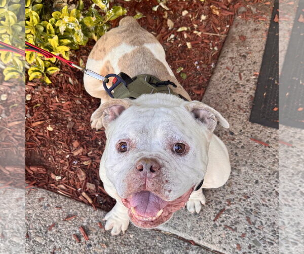 Medium Photo #2 Olde Bulldog Puppy For Sale in Santa Clara, CA, USA