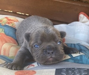 Faux Frenchbo Bulldog Puppy for sale in HICKORY, NC, USA