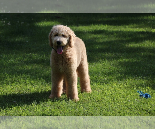 Medium Photo #1 Goldendoodle Puppy For Sale in BRIGHTON, MO, USA