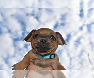 Chiweenie Puppy for sale in PLANADA, CA, USA
