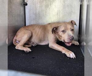 American Staffordshire Terrier-Unknown Mix Dogs for adoption in San Antonio, TX, USA
