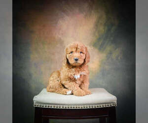 Goldendoodle (Miniature) Puppy for sale in STRASBURG, OH, USA