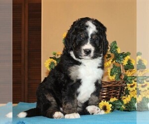 Bernedoodle Puppy for sale in WASHINGTON BORO, PA, USA