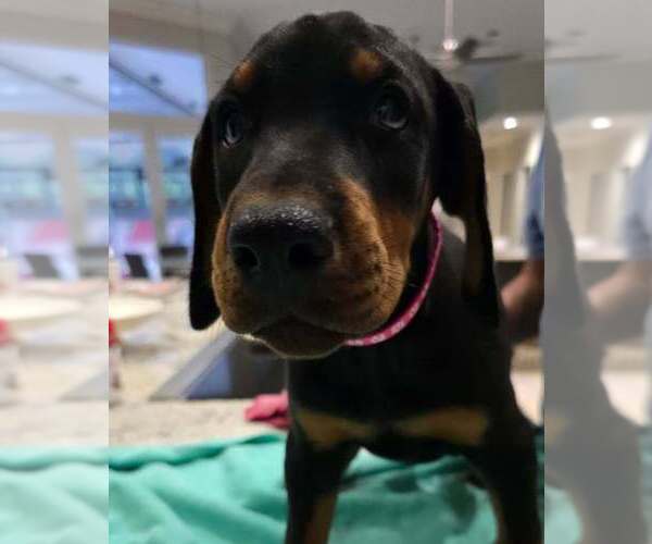 Medium Photo #9 Doberman Pinscher Puppy For Sale in FORT LAUDERDALE, FL, USA