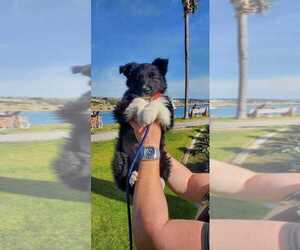 Border Collie Puppy for sale in HUNTINGTON BEACH, CA, USA