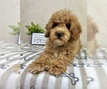 Small #5 Goldendoodle mix (+ Poodle Miniature)