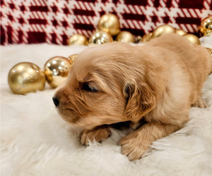 Golden Retriever Puppy for sale in ELMER, NJ, USA