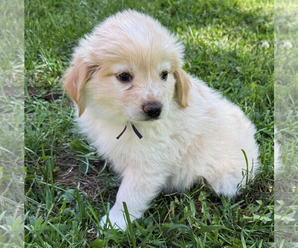Medium Photo #10 Cocker Spaniel Puppy For Sale in Gilberts, IL, USA