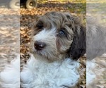 Small Photo #14 F2 Aussiedoodle Puppy For Sale in CHAPEL HILL, NC, USA