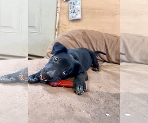Medium Photo #5 Labrador Retriever-Unknown Mix Puppy For Sale in Tracy City, TN, USA