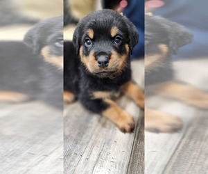 Rottweiler Puppy for sale in CHERRYVILLE, NC, USA
