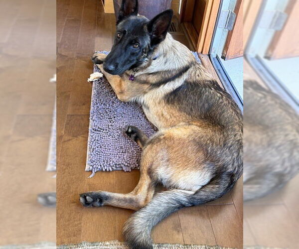 Medium Photo #2 Mutt Puppy For Sale in Imlay City, MI, USA