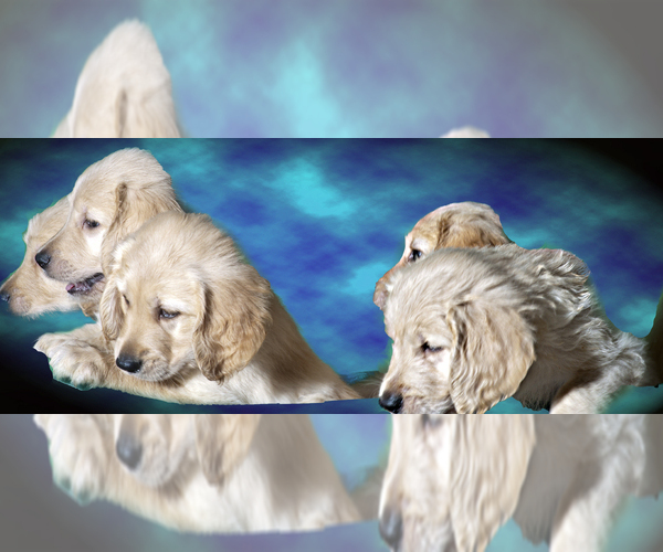 Medium Photo #1 Golden Retriever Puppy For Sale in PORT SAINT LUCIE, FL, USA