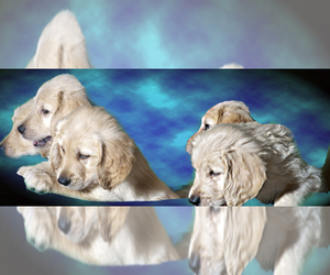 Golden Retriever Puppy for Sale in PORT SAINT LUCIE, Florida USA