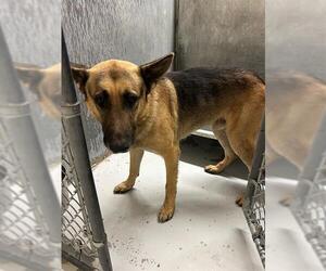 German Shepherd Dog Dogs for adoption in Conroe, TX, USA