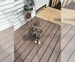 Small Photo #2 Cane Corso Puppy For Sale in ALBANY, WI, USA